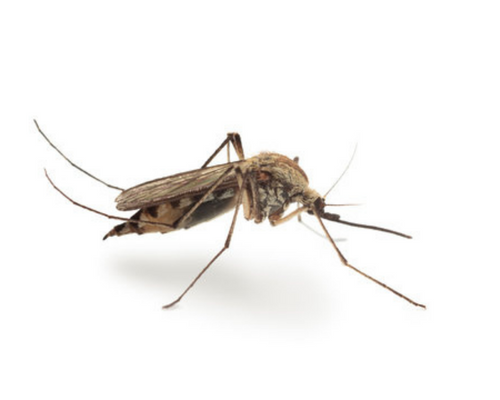 sivrisinek ilaçlama tarifi, haşeremarket